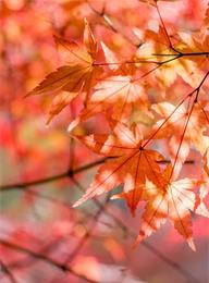 太阳城官网(中国)集团有限公司