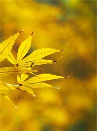 太阳城官网(中国)集团有限公司