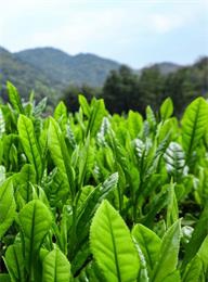 太阳城官网(中国)集团有限公司