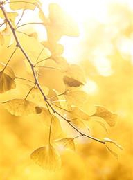 太阳城官网(中国)集团有限公司