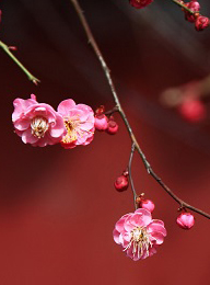 太阳城官网(中国)集团有限公司